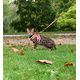 PACK CHAT HARNAIS MINI + LAISSE STRIPE