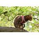 PACK CHAT HARNAIS MINI + LAISSE STRIPE