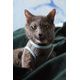 PACK CHAT HARNAIS MINI + LAISSE STRIPE