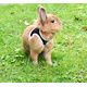 PACK RONGEUR HARNAIS + LAISSE STRIPE