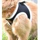 PACK RONGEUR HARNAIS + LAISSE STRIPE