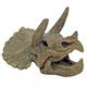 CRÂNE TRICERATOPS