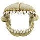 DENTS DE REQUIN L