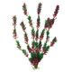 PLANT CLASSIC FLORA BICOLOUR LG