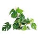 PLANT REPLICA ANUBIAS 30 CM PCB 6