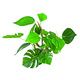 PLANT REPLICA ANUBIAS 20 CM PCB 6
