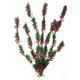 PLANT CLASSIC FLORA BICOLOUR MD PCB 6
