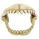 DENTS DE REQUIN M