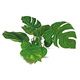 PLANT REPLICA ANUBIAS 15 CM PCB 6