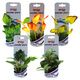 WONDER PLANT SERIES A 12-13 cm PCB 10