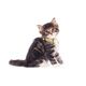 COLLIER CHATON CLOUD
