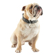 COLLIER ROCK MY DOG